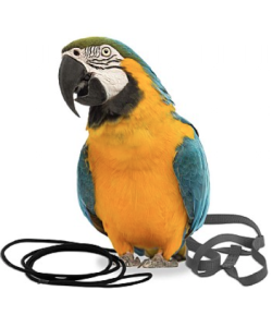 The Aviator Parrot Harness - Large - 6 Colours